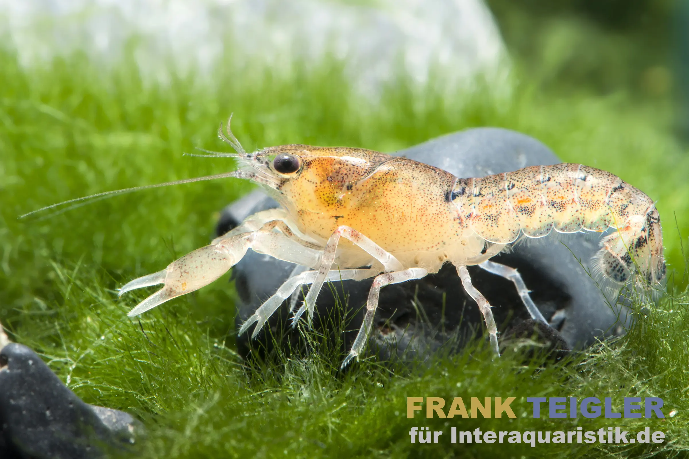 Kleinster Zwergkrebs, Cambarellus diminutus