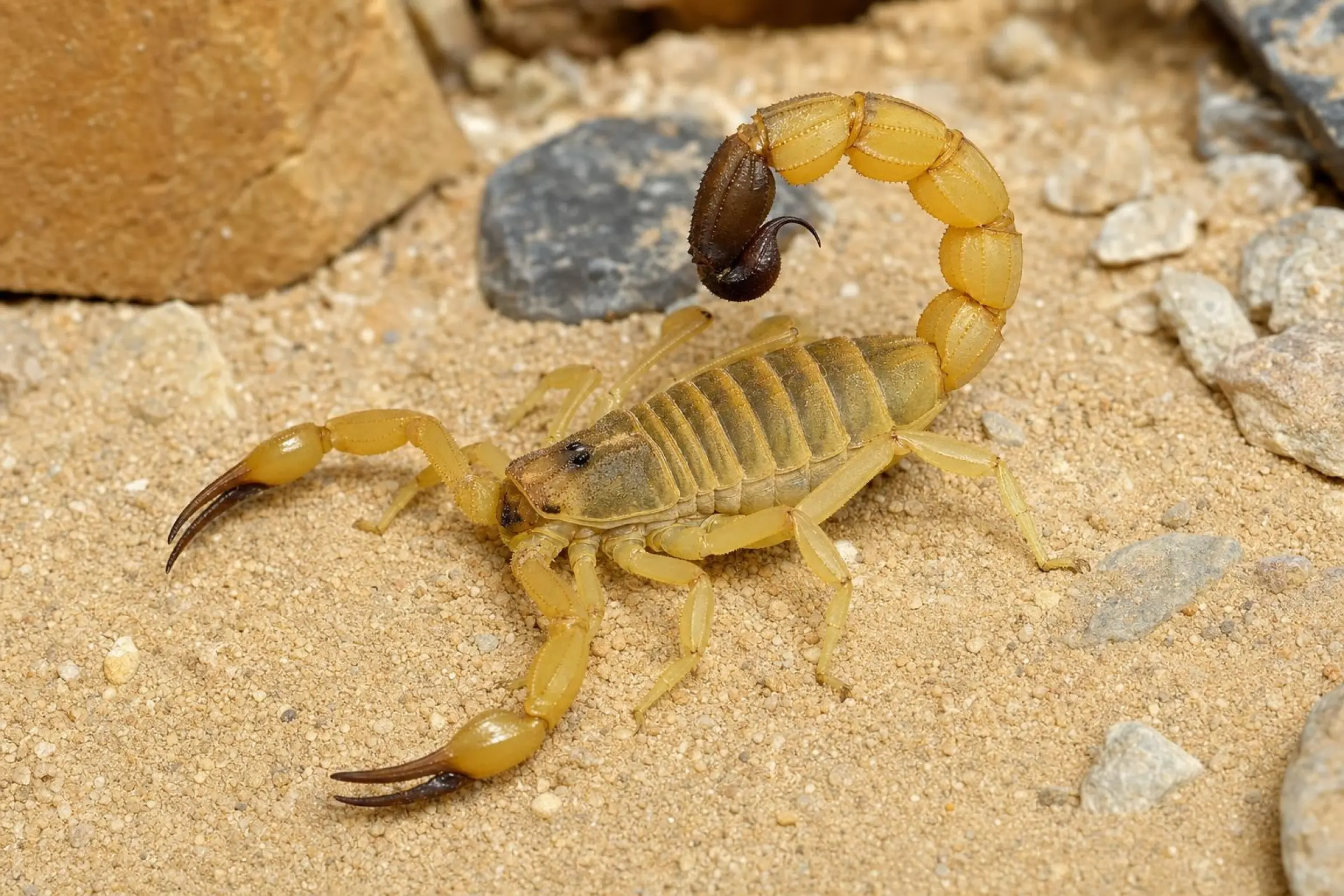 Sahara-Dickschwanzskorpion, Androctonus australis