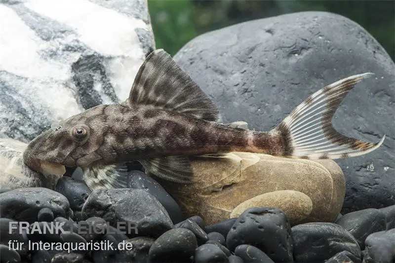 Weißschwanz-Panaque, L90, Panaque sp., 4-5 cm