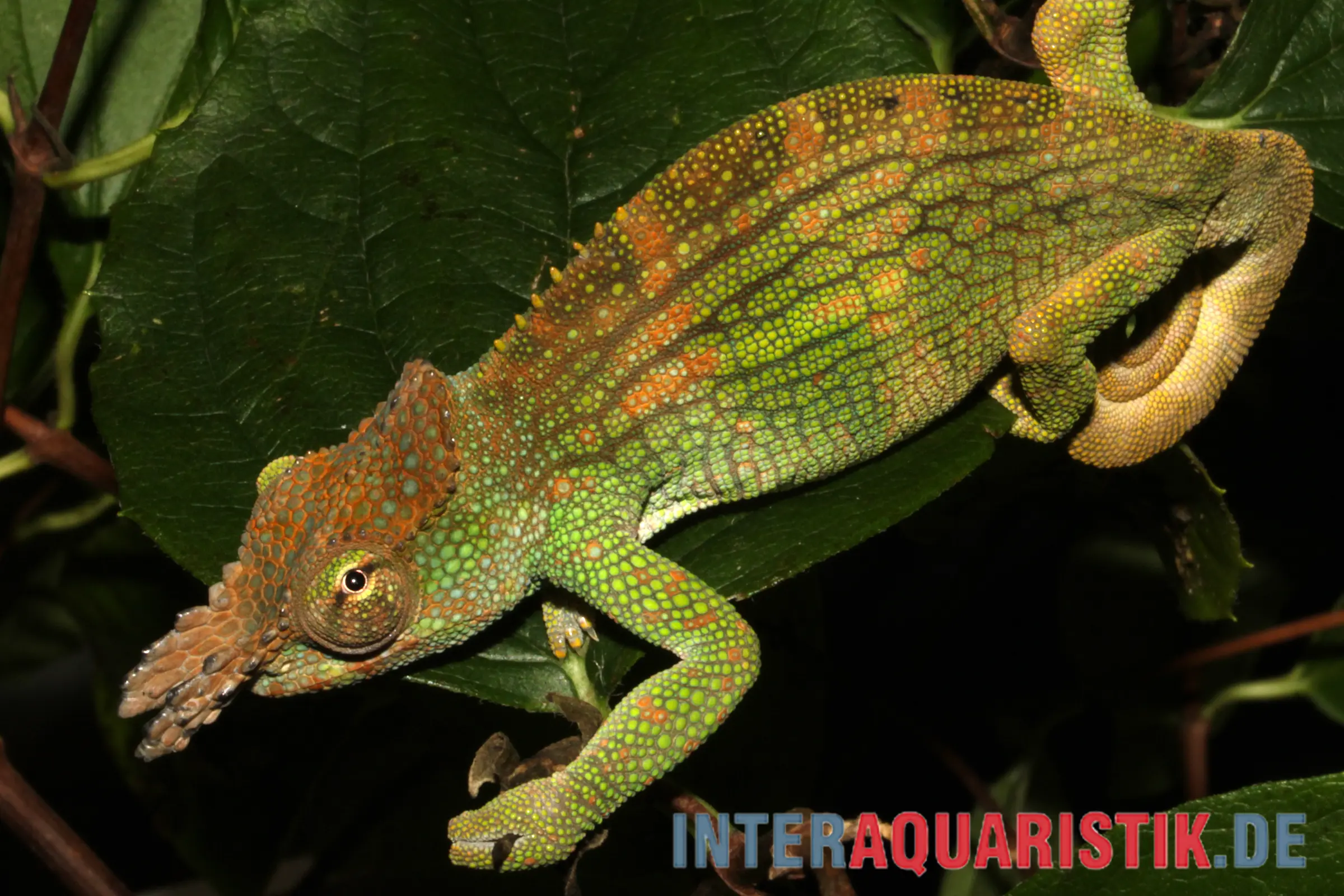 Böhme´s Zweihornchamäleon, Kinyongia boehmei