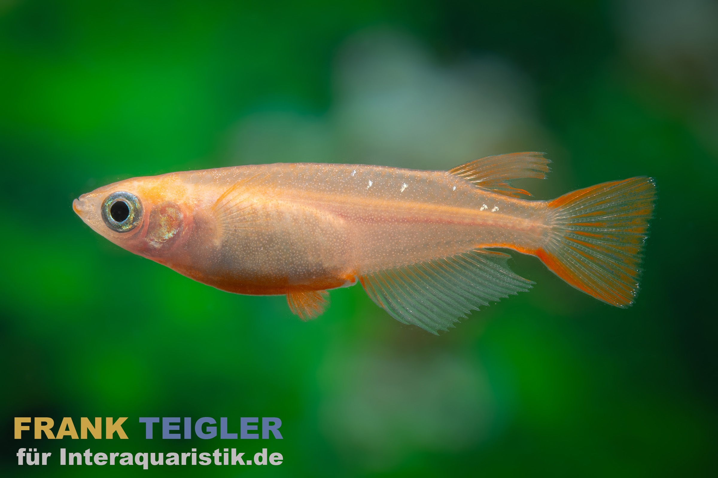 Goldener Medaka, Oryzias latipes Gold
