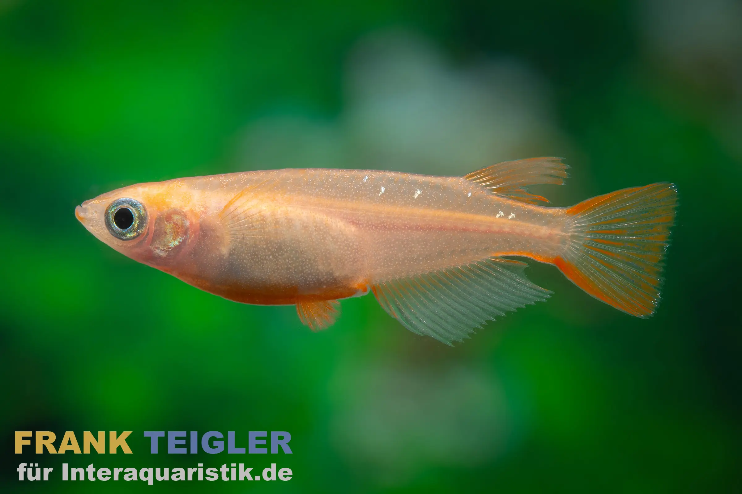 Goldener Medaka, Oryzias latipes Gold