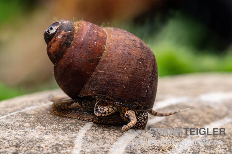 Orange Sumpfdeckelschnecke, Viviparus spec.