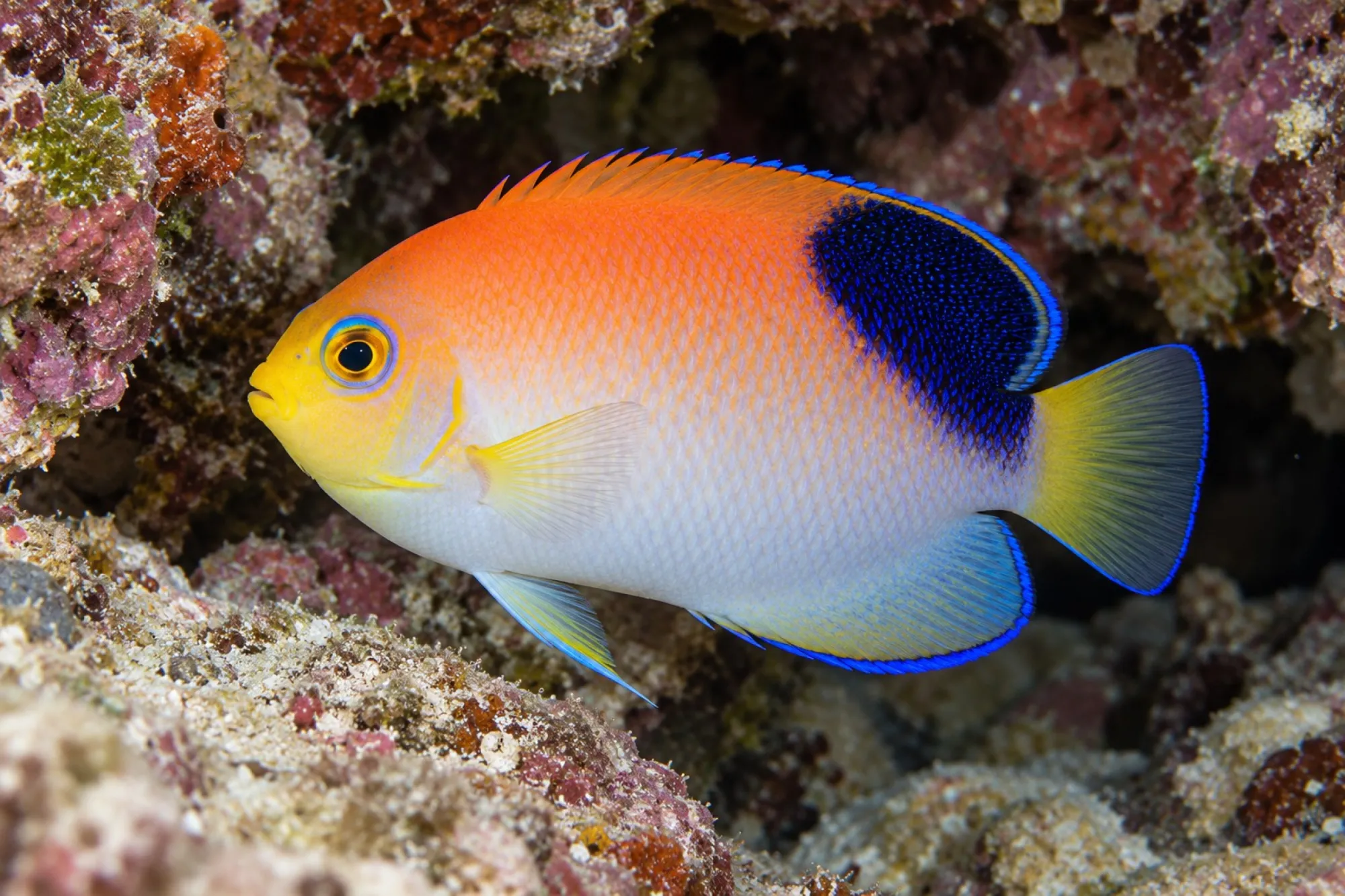 Vielfarben-Zwergkaiserfisch, Centropyge multicolor
