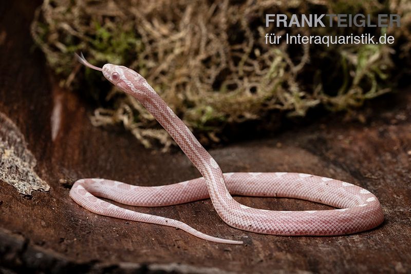 Kornnatter, Pantherophis guttatus SNOW MOTLEY