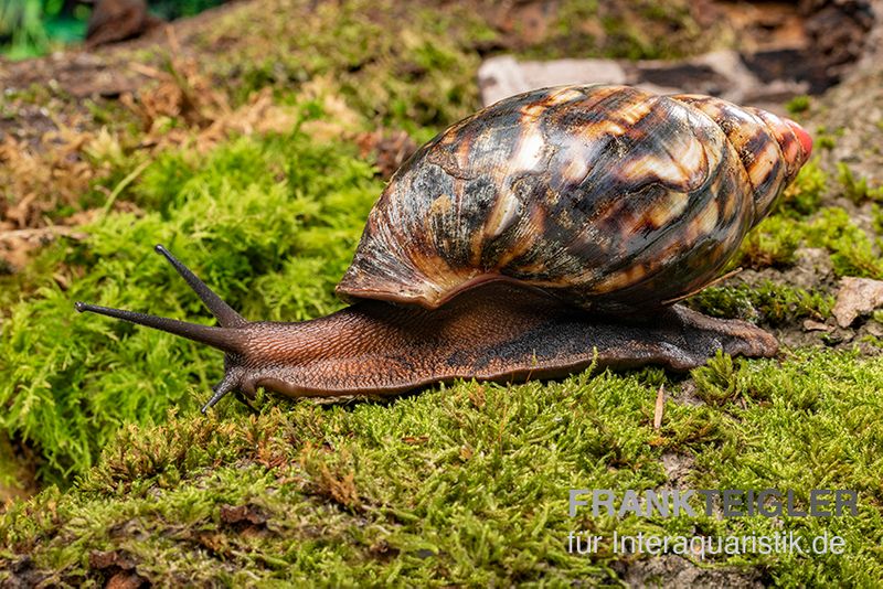 Samt-Achatschnecke, Archachatina marginata suturalis "Ikom"