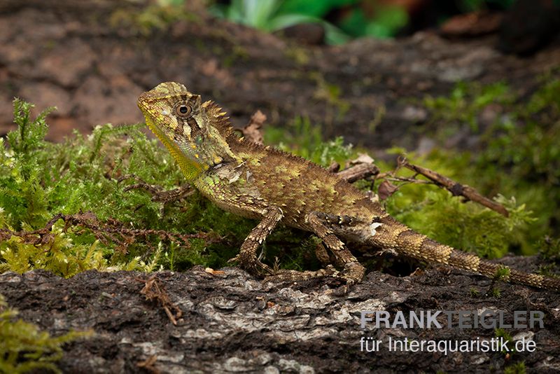 Kuhls-Winkelkopfagame, Gonocephalus kuhlii