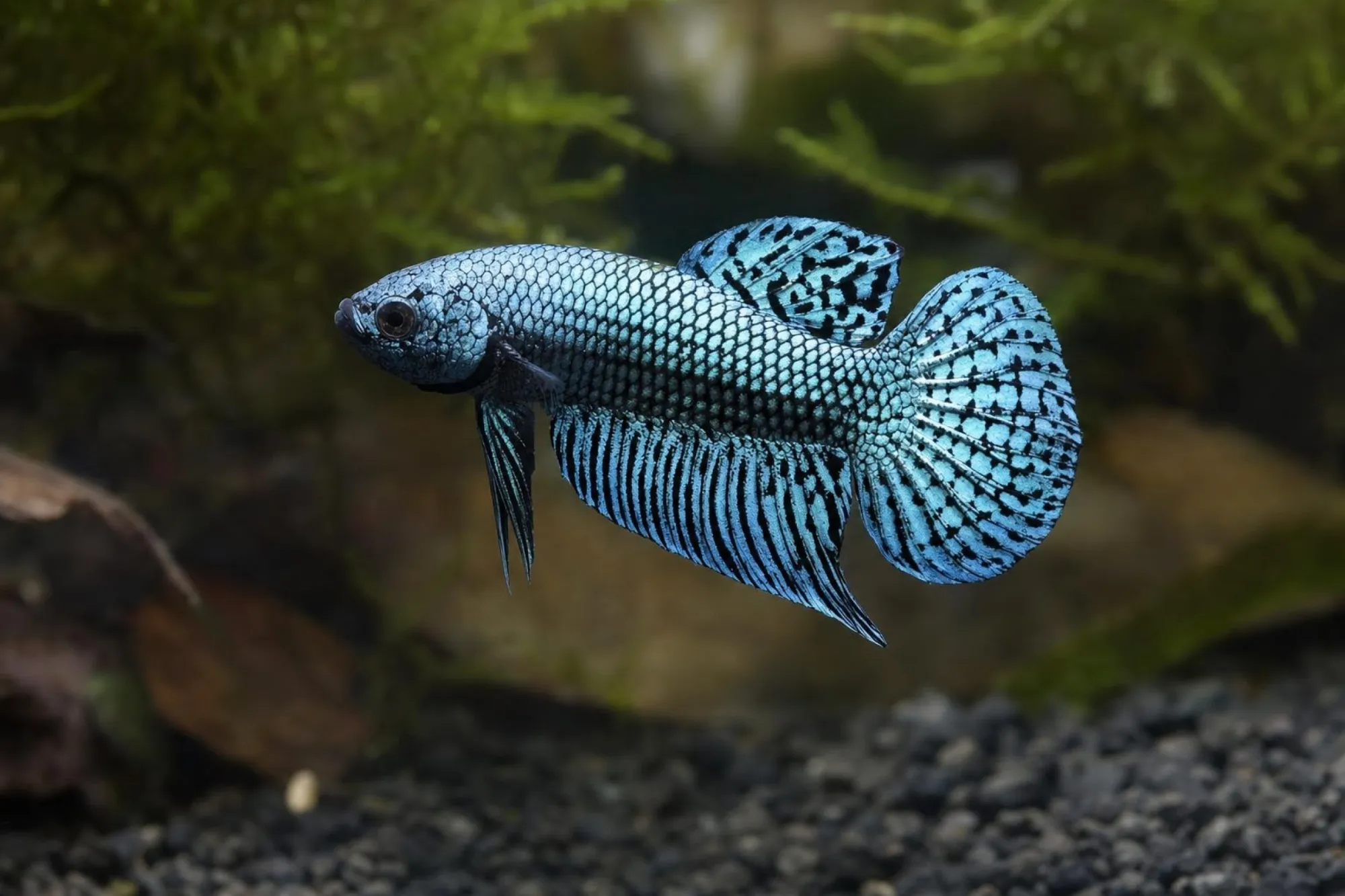 Stahlblauer Alien-Hybrid-Kampffisch, Männchen, Betta sp.