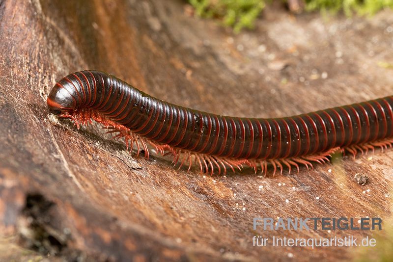 Amerikanischer Tausendfüßer, Narceus americanus