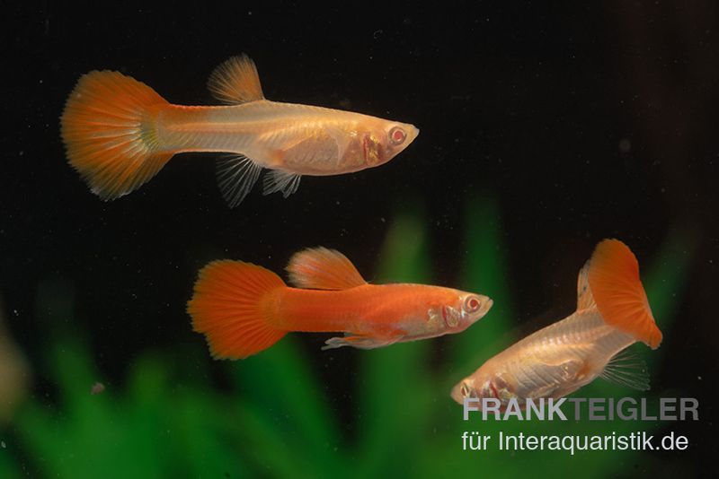 Albino Full Red Guppy, Poecilia reticulata, Weibchen