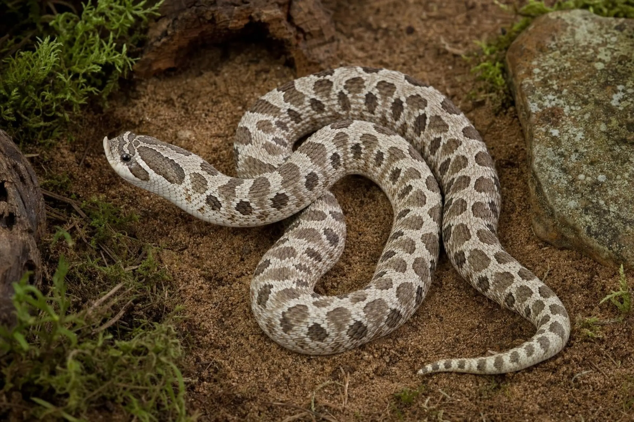 Westliche Hakennasennatter „Arctic Conda Frost“, Heterodon nasicus