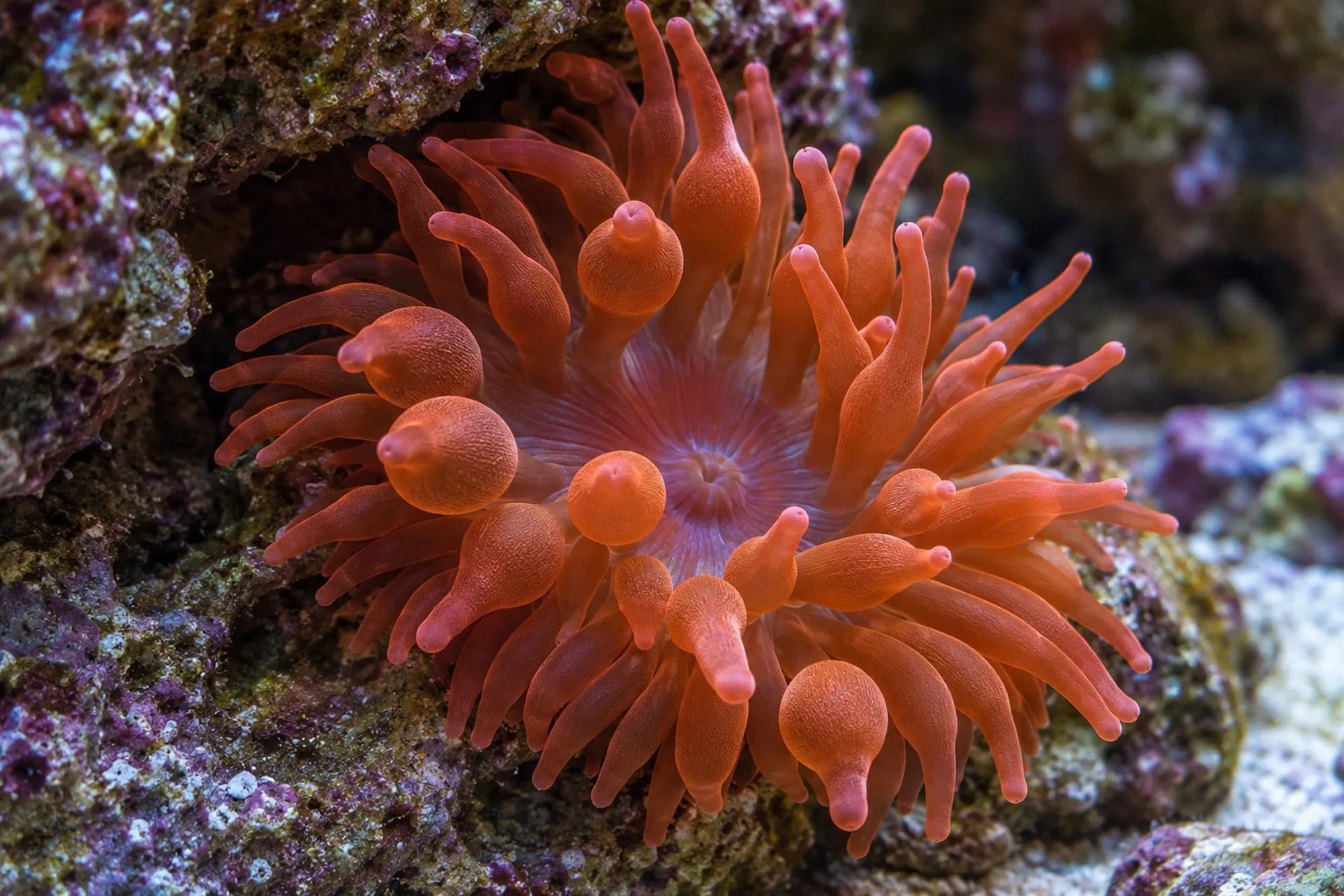 Kupferanemone aus Nachzucht, Entacmaea quadricolor, Größe M–L