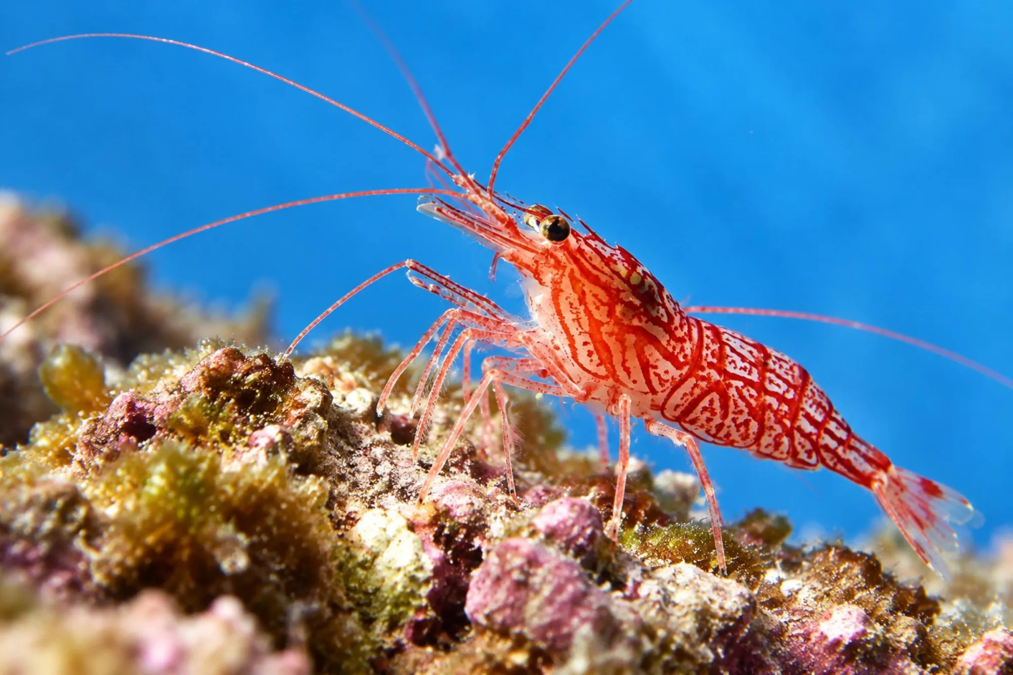 Wurdemanns Putzergarnele, Lysmata wurdemanni