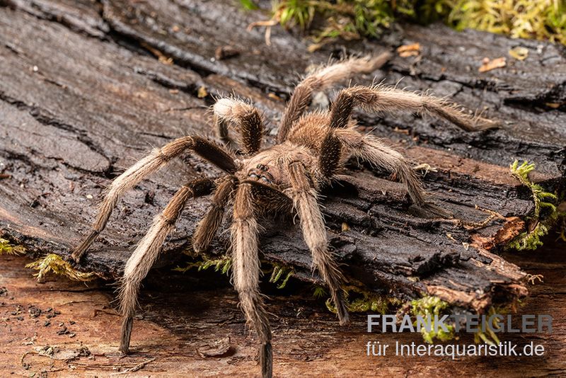 Malaysia-Vogelspinne, Coremiocnemis cunicularia