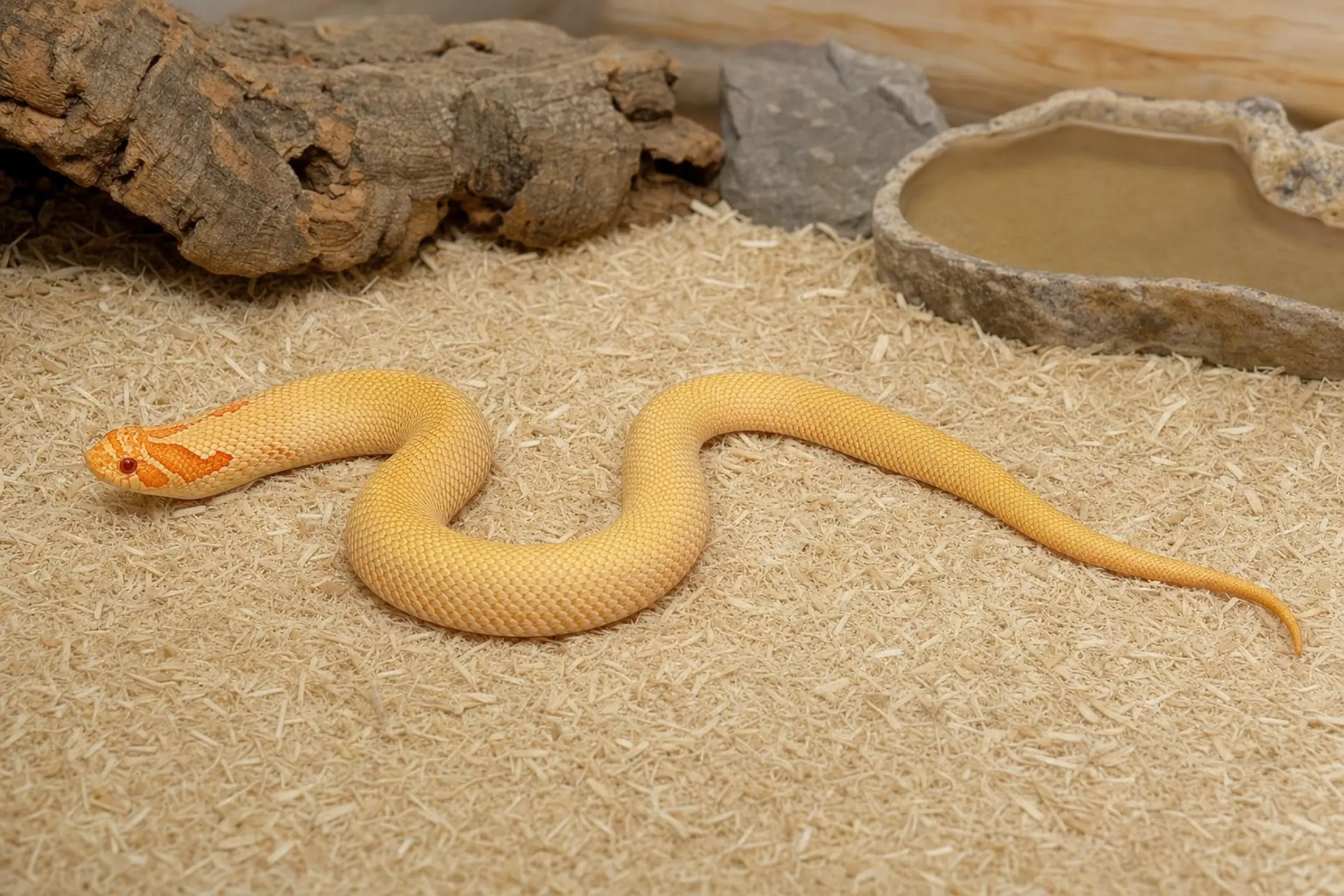 Westliche Hakennasennatter „Albino Conda“, Heterodon nasicus