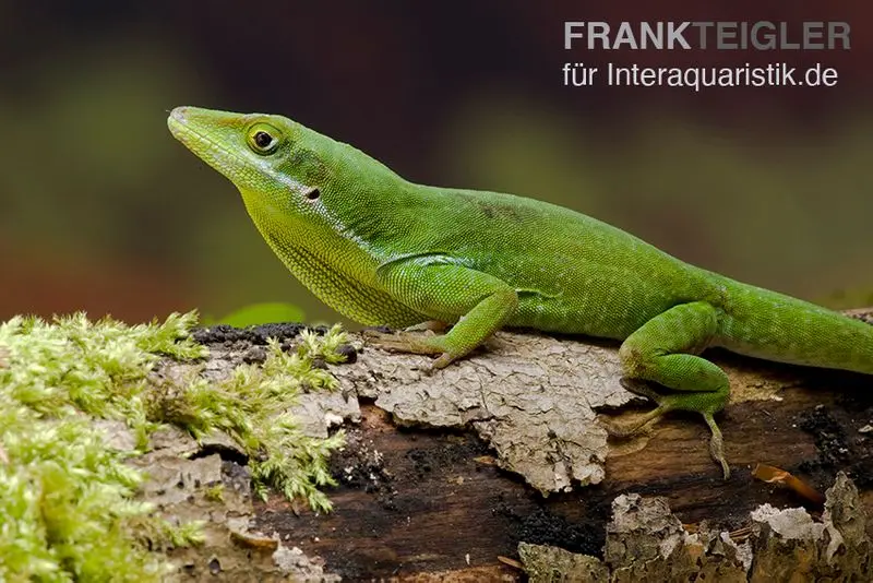 Tiburon Grünanole, Anolis chlorocyanu