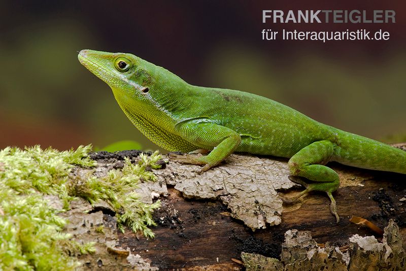 Tiburon Grünanole, Anolis chlorocyanu