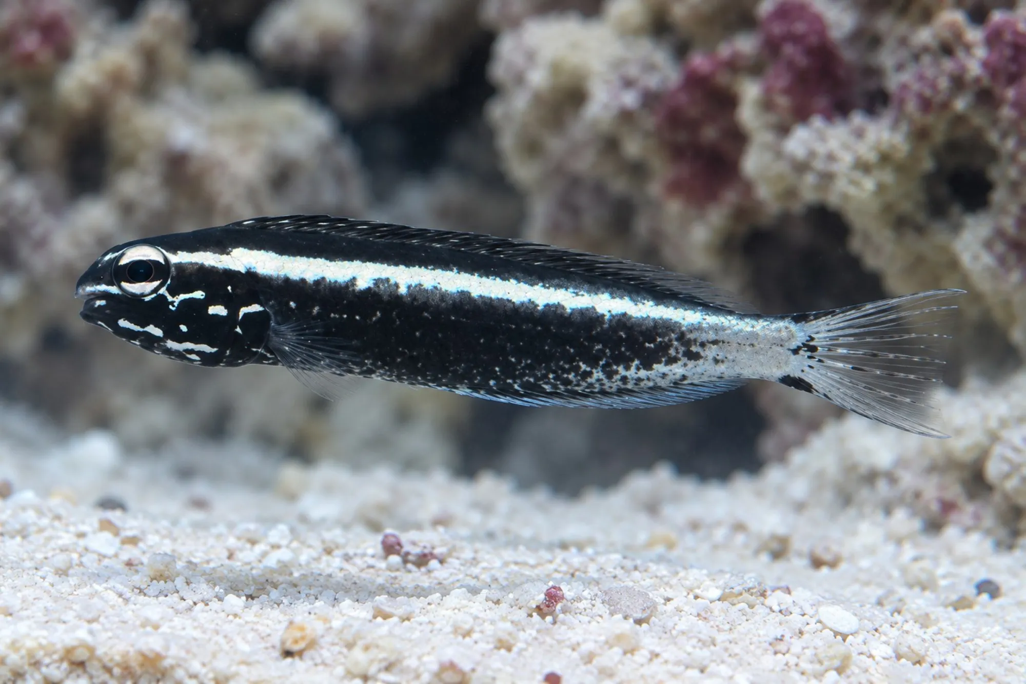 Komohara Schleimfisch Nachzucht, Meiacanthus kamoharai