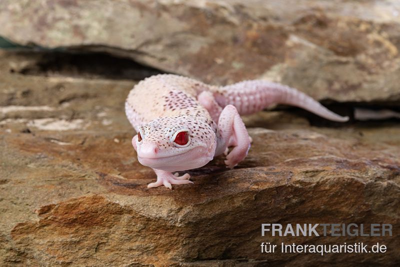 Leopardgecko, Eublepharis macularius, BELL ALBINO ENIGMA