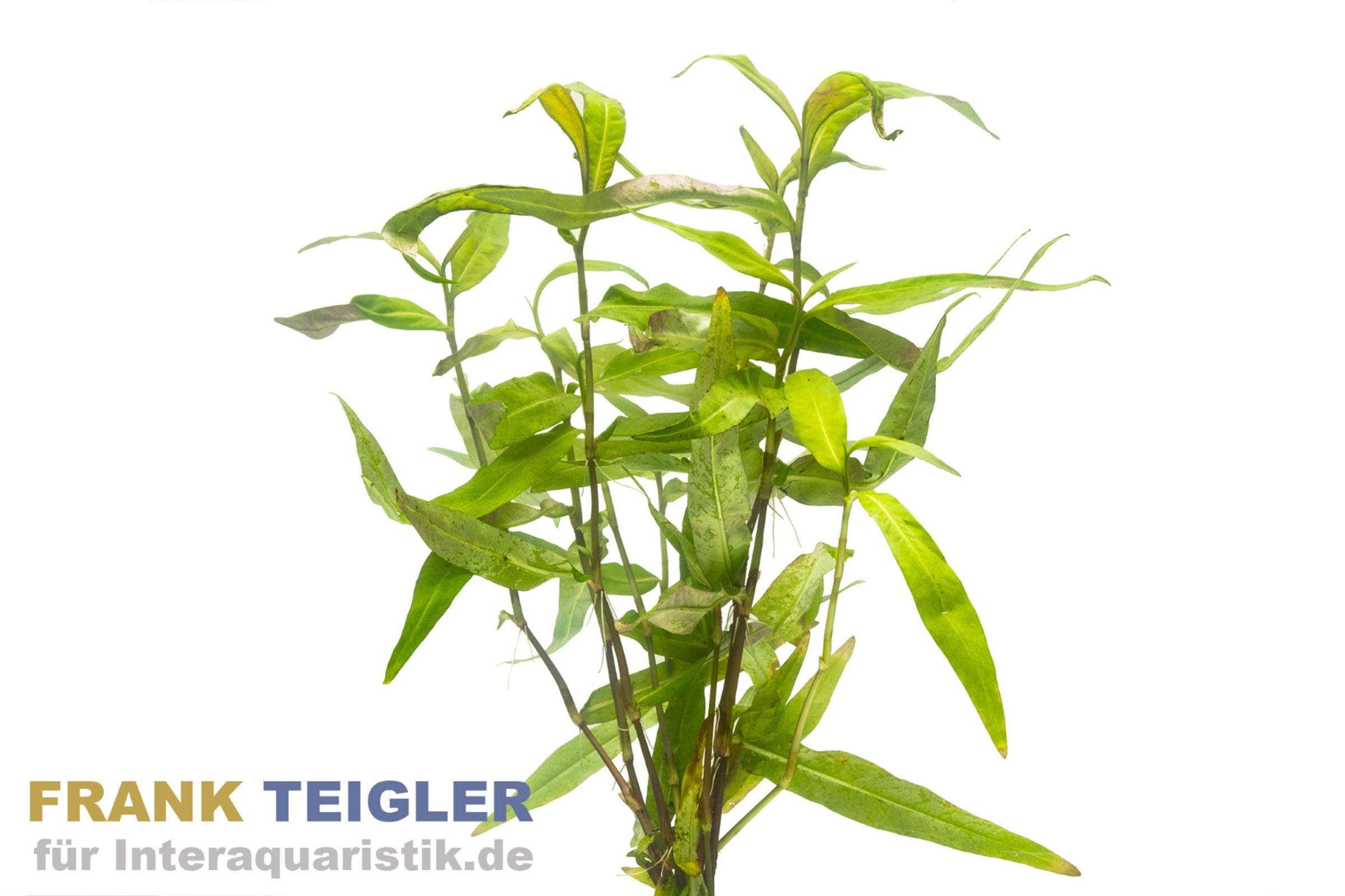 Dunkelroter Wasserknöterich, Polygonum sp. Sao Paulo, Bund