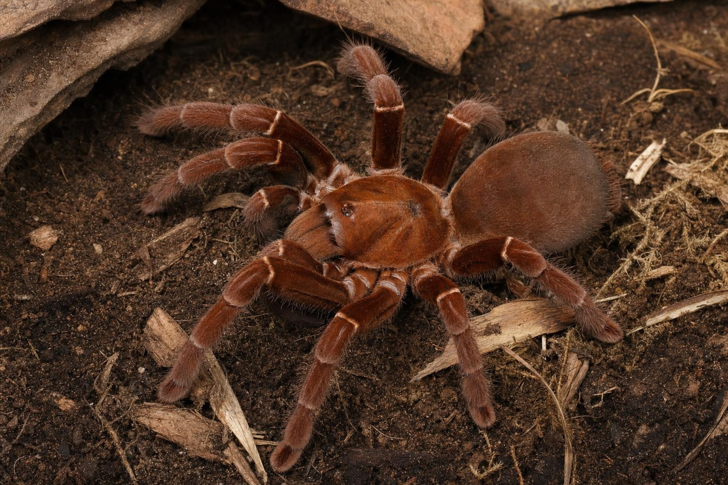 Kenia-Riesenvogelspinne, Pelinobius muticus