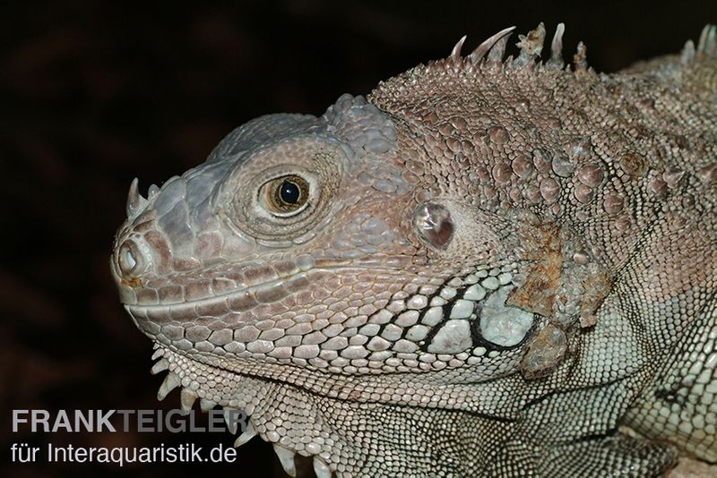 Grüner Leguan, Iguana iguana