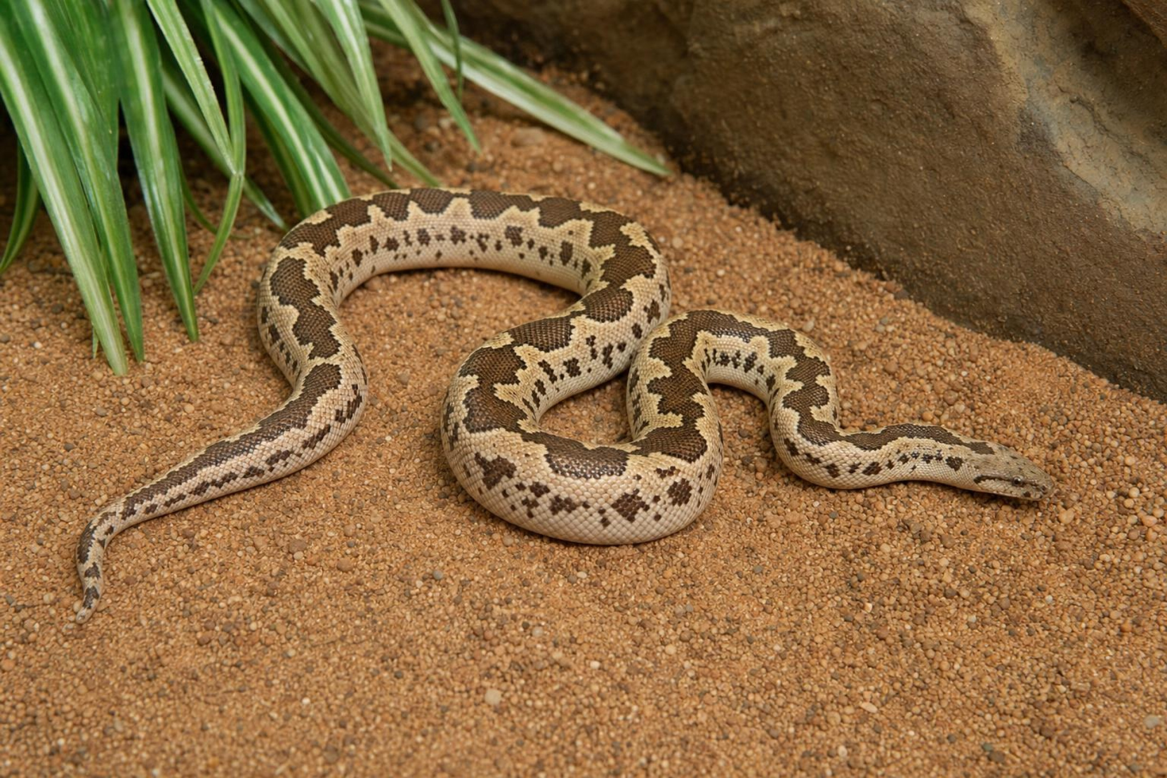 Gefleckte Sandboa, Gongylophis conicus