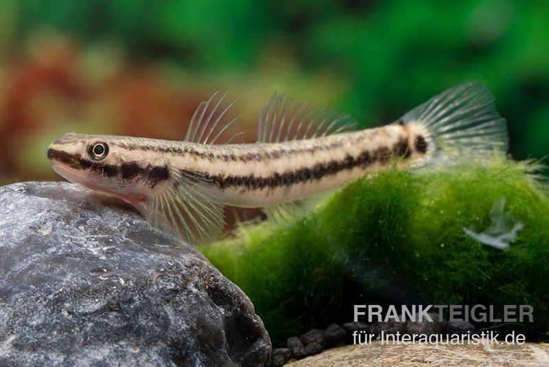 Atratus-Grundel, Stiphodon atratus, 1 Paar