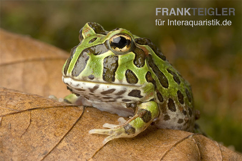 Pacman-Frog, Schmuckhornfrosch, Ceratophrys cranwelli