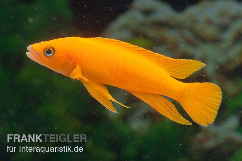 Tanganjika-Goldcichlide Top Orange, Neolamprologus leleupi Top Orange