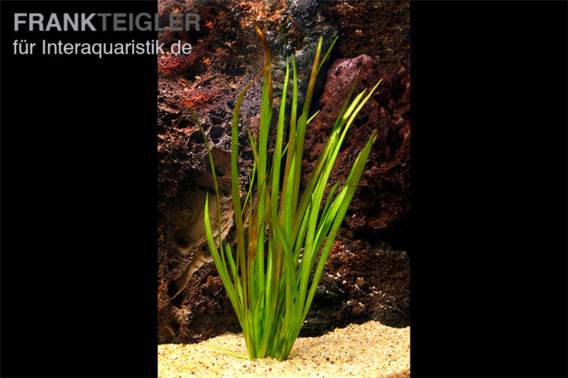 Riesenvallisnerie, Vallisneria australis, im Topf