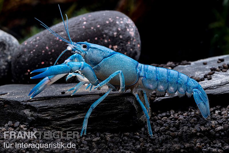 Blauer Yabby, Cherax destructor "Blue Pearl", Zufällig ausgewählt