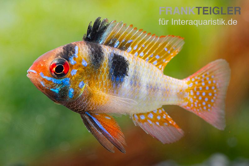 Südamerikanischer Schmetterlingsbuntbarsch XL, Mikrogeophagus ramirezi, paarweise