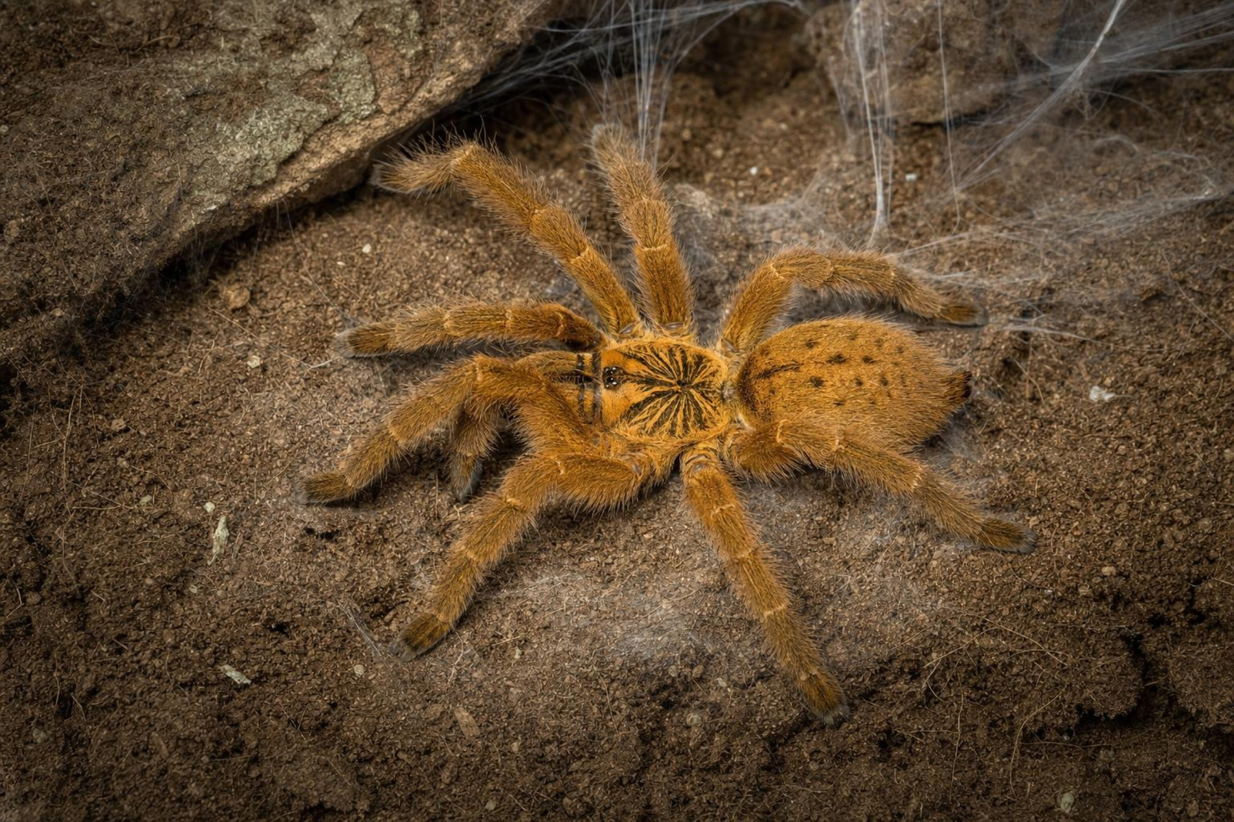 Usambara-Vogelspinne, Pterinochilus murinus