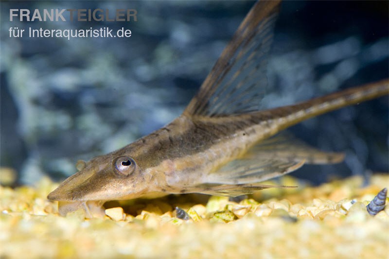 Störwels, Sturisoma aureum, 6-7 cm