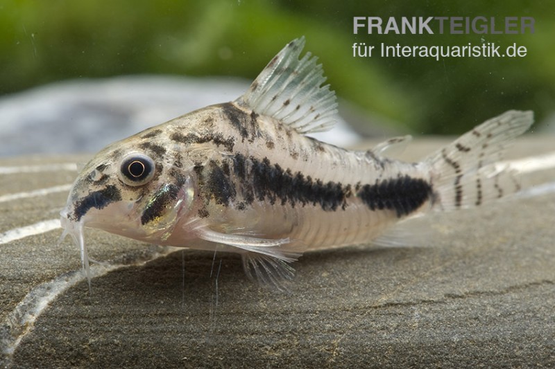 Schachbrett-Zwergpanzerwels, Corydoras habrosus