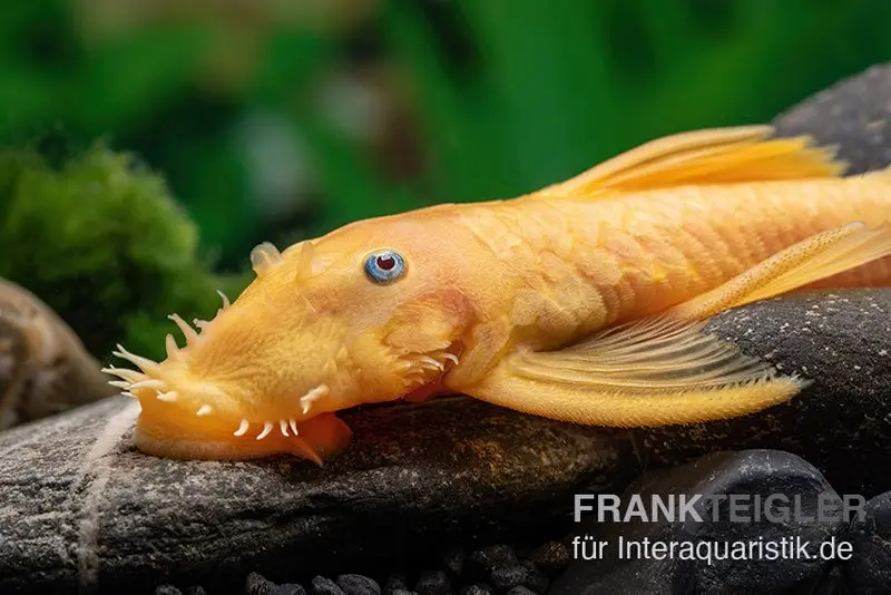 Gelber Antennenwels, Ancistrus sp. blue eye, L144, 3-4 cm