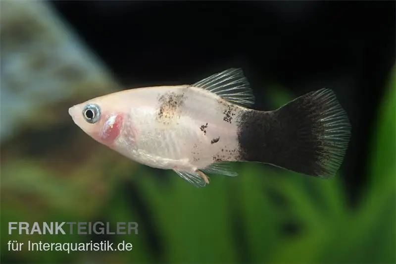 Panda-Platy, Xiphophorus maculatus