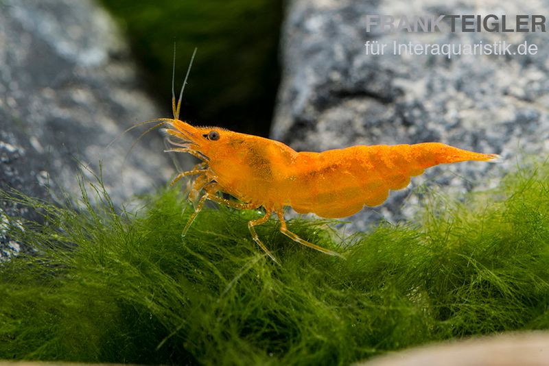 Bloody Orange Garnele, Neocaridina davidi