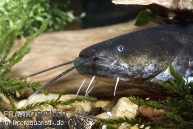 Flusswels, Silurus glanis (Kaltwasser)