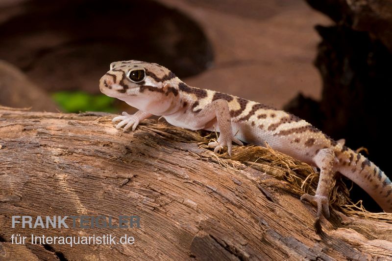 Mittelamerikanischer Krallengecko, Coleonyx mitratus