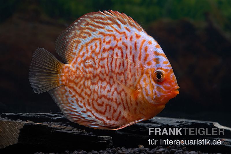 Diskusfisch ASIA-NZ, Symphysodon discus Snake Skin Red spotted, 2 Zoll, 5-6 cm