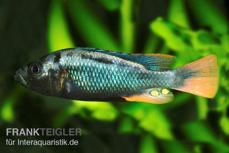 Glühkohlenmaulbrüter, Astatotilapia nubila