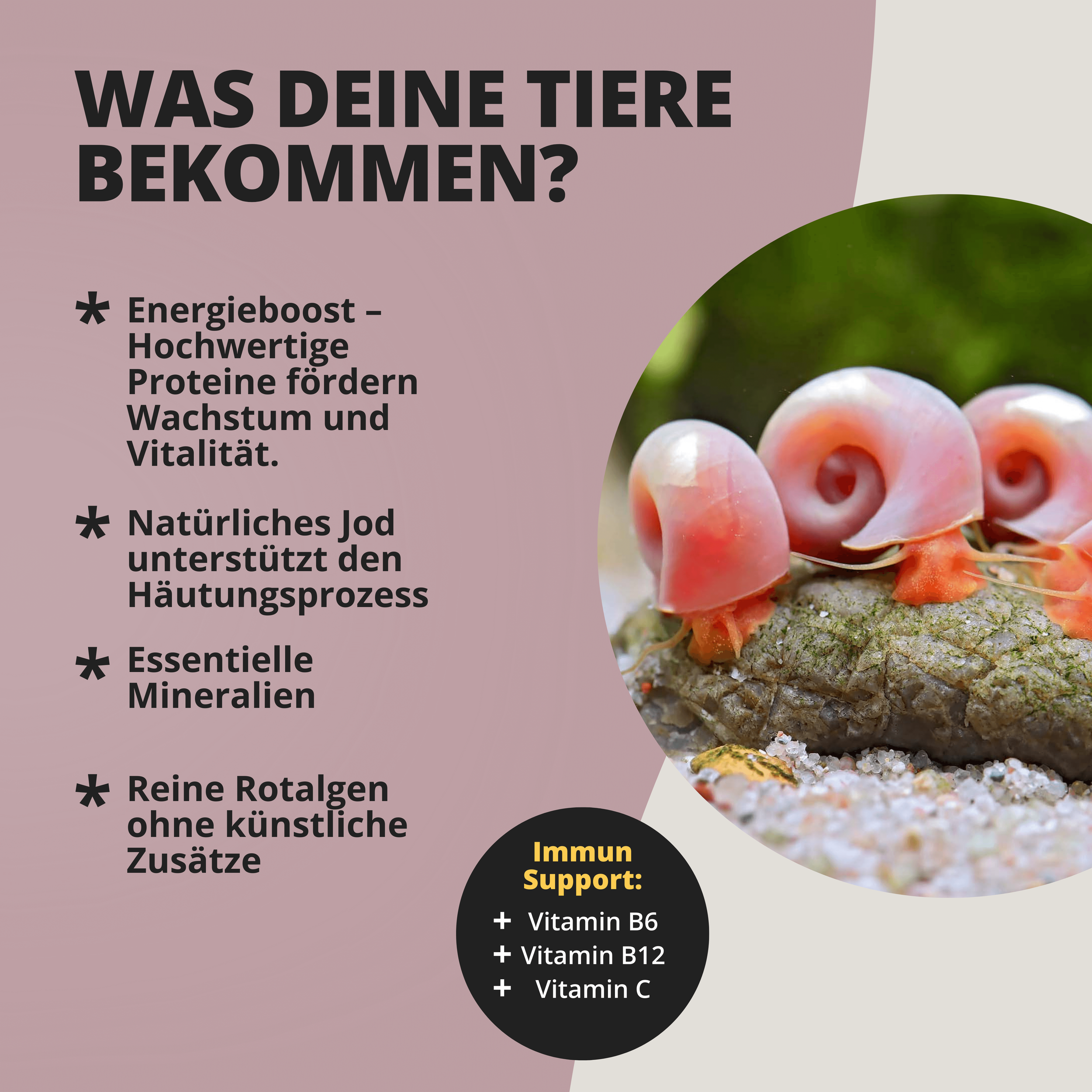 Nahaufnahme roter Wasserschnecken auf Felsen