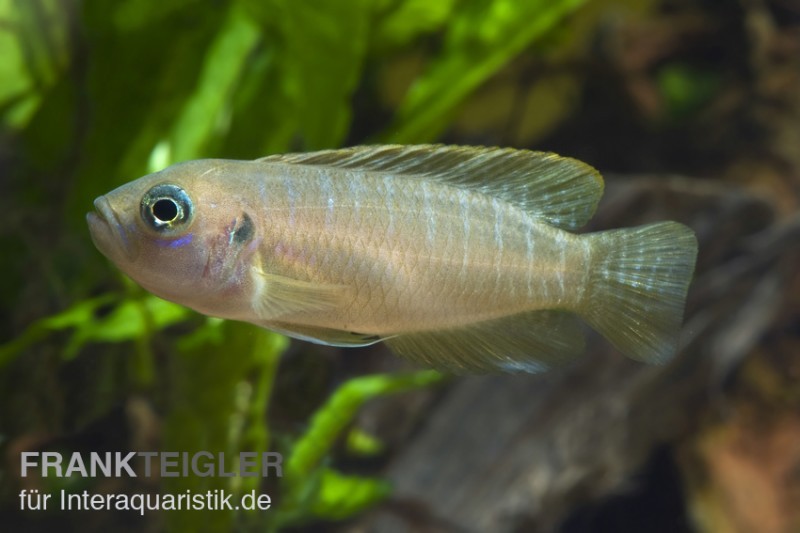 Gebänderter Schneckenbuntbarsch, Neolamprologus brevis Congo, DNZ