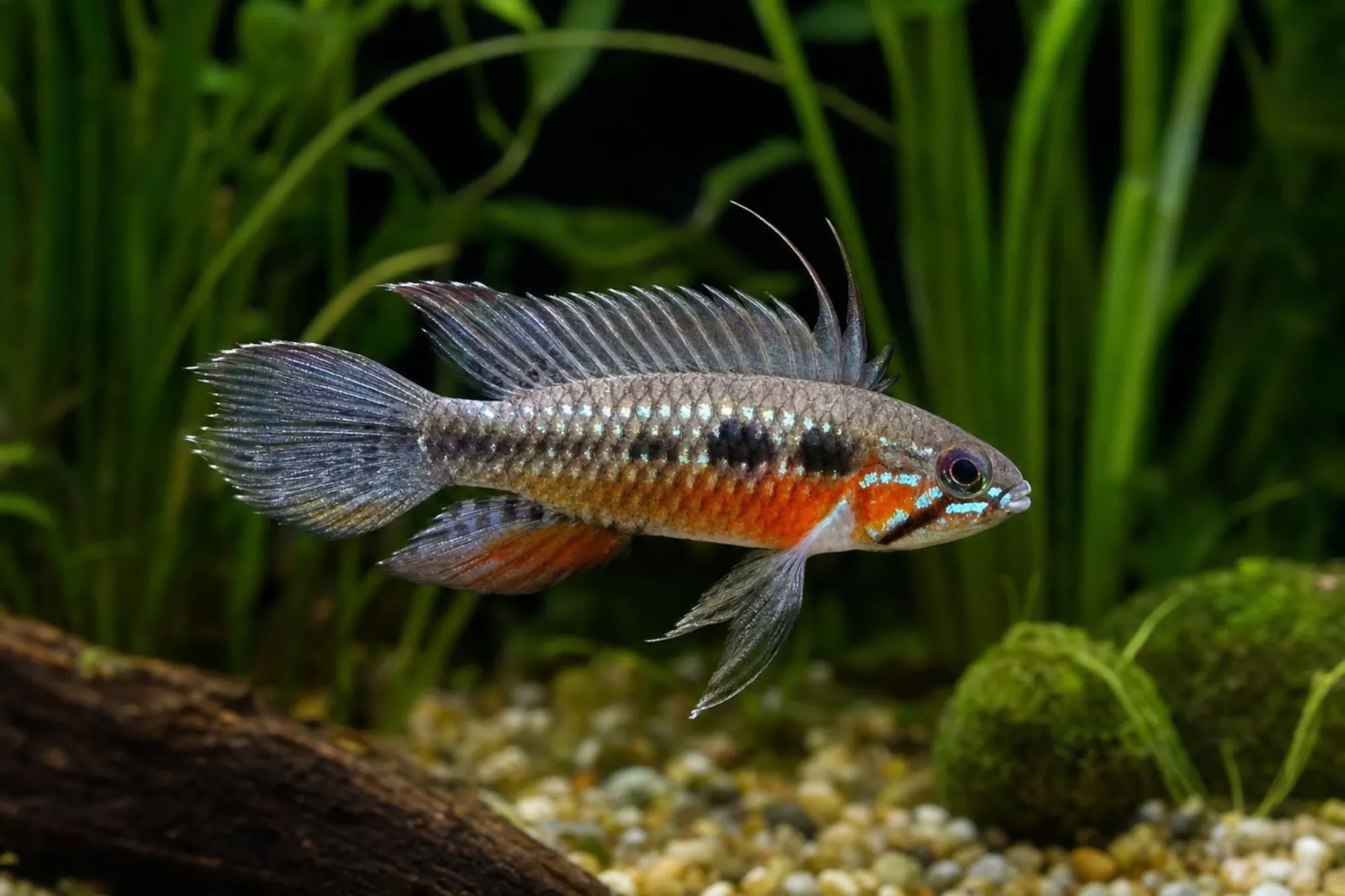 Elisabeths Zwergbuntbarsch „Red“, Apistogramma elizabethae, ca. 3,0-4,0 cm