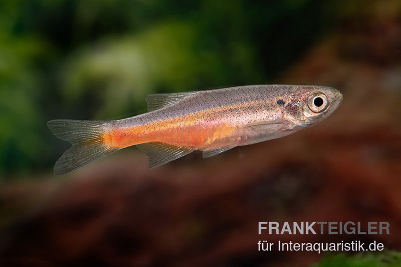 Firelinebärbling, Danio sondhii (Devario sondhii)