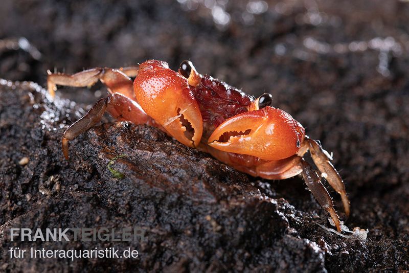 Glühscheren-Vampirkrabbe, Geosesarma penangense, Trio (1 Männchen + 2 Weibchen)