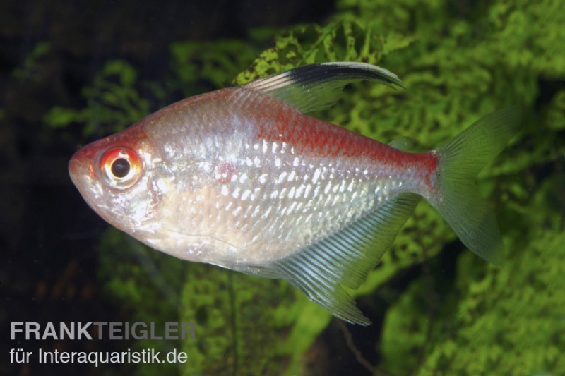 Rotrücken-Kirschflecksalmler, Hyphessobrycon pyrrhonotus