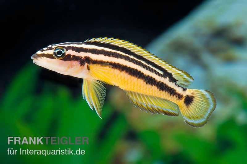 Streifen-Schlankcichlide, Julidochromis ornatus YELLOW, DNZ